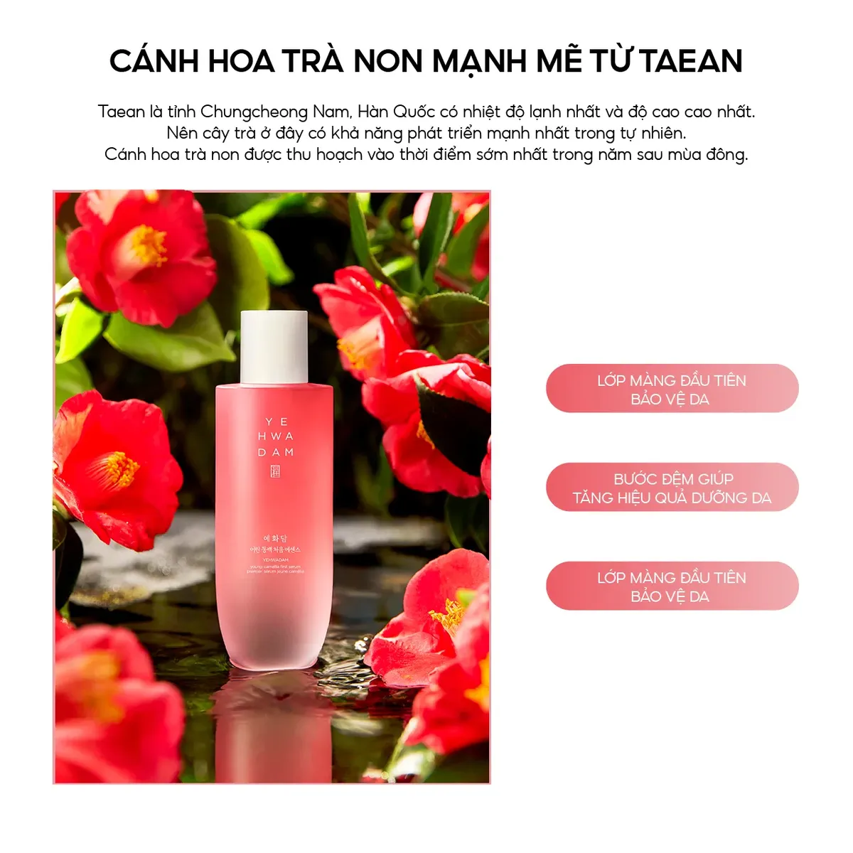 tinh-chat-duong-da-yehwadam-young-camellia-first-serum-180ml-8