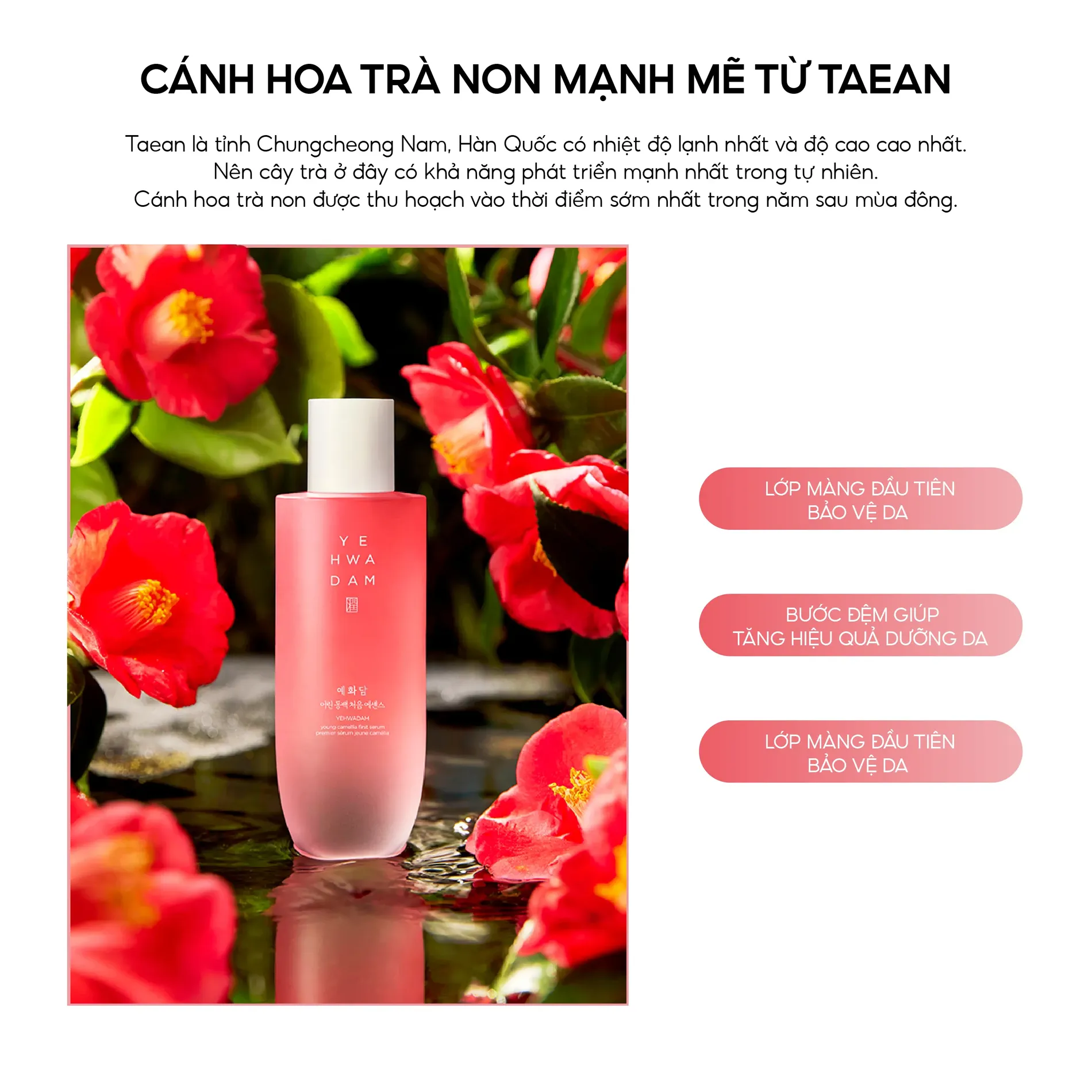 tinh-chat-duong-am-chong-oxy-hoa-the-face-shop-yehwadam-young-camellia-first-serum-180ml-7