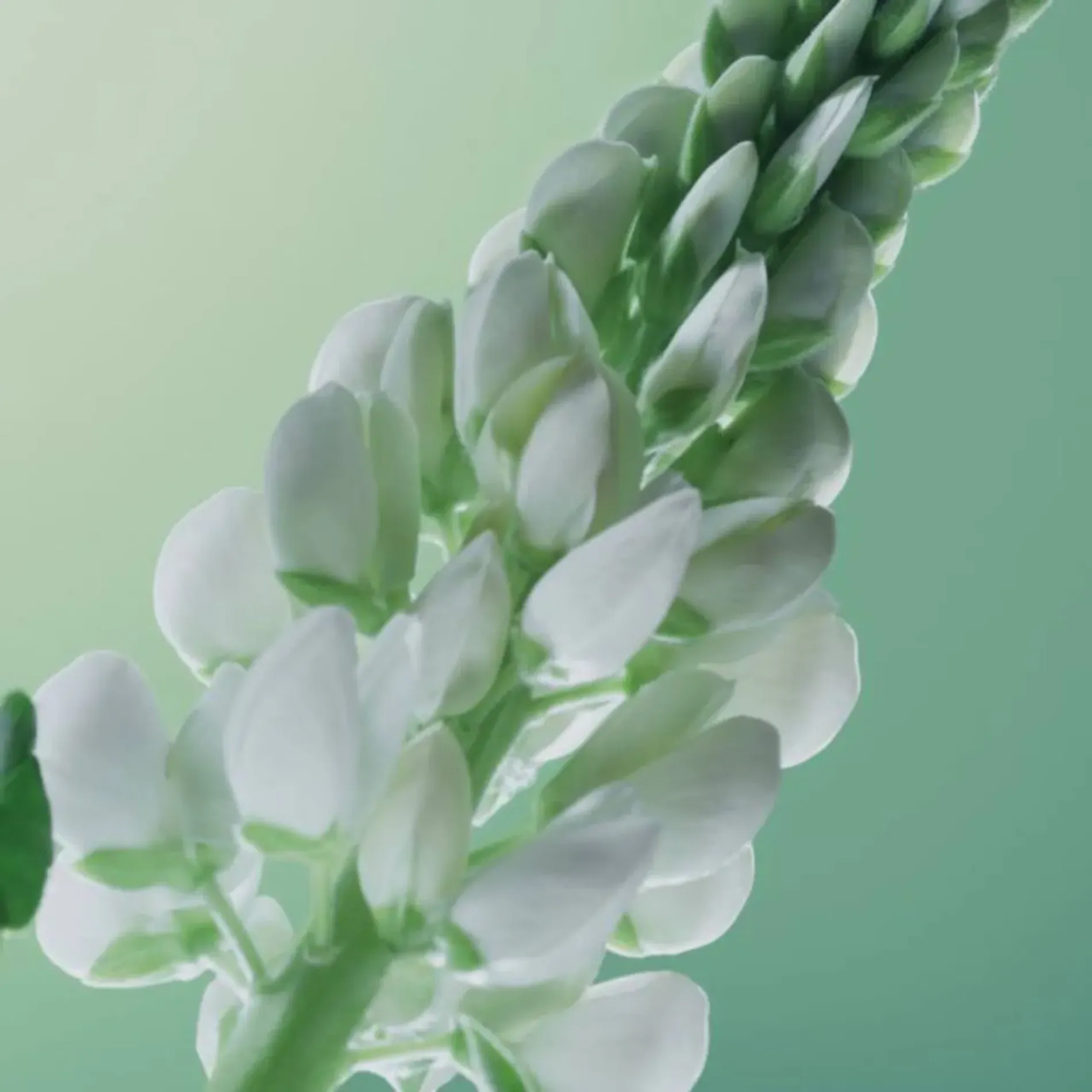 dau-xa-yves-rocher-giam-toc-gay-rung-anti-hair-loss-5