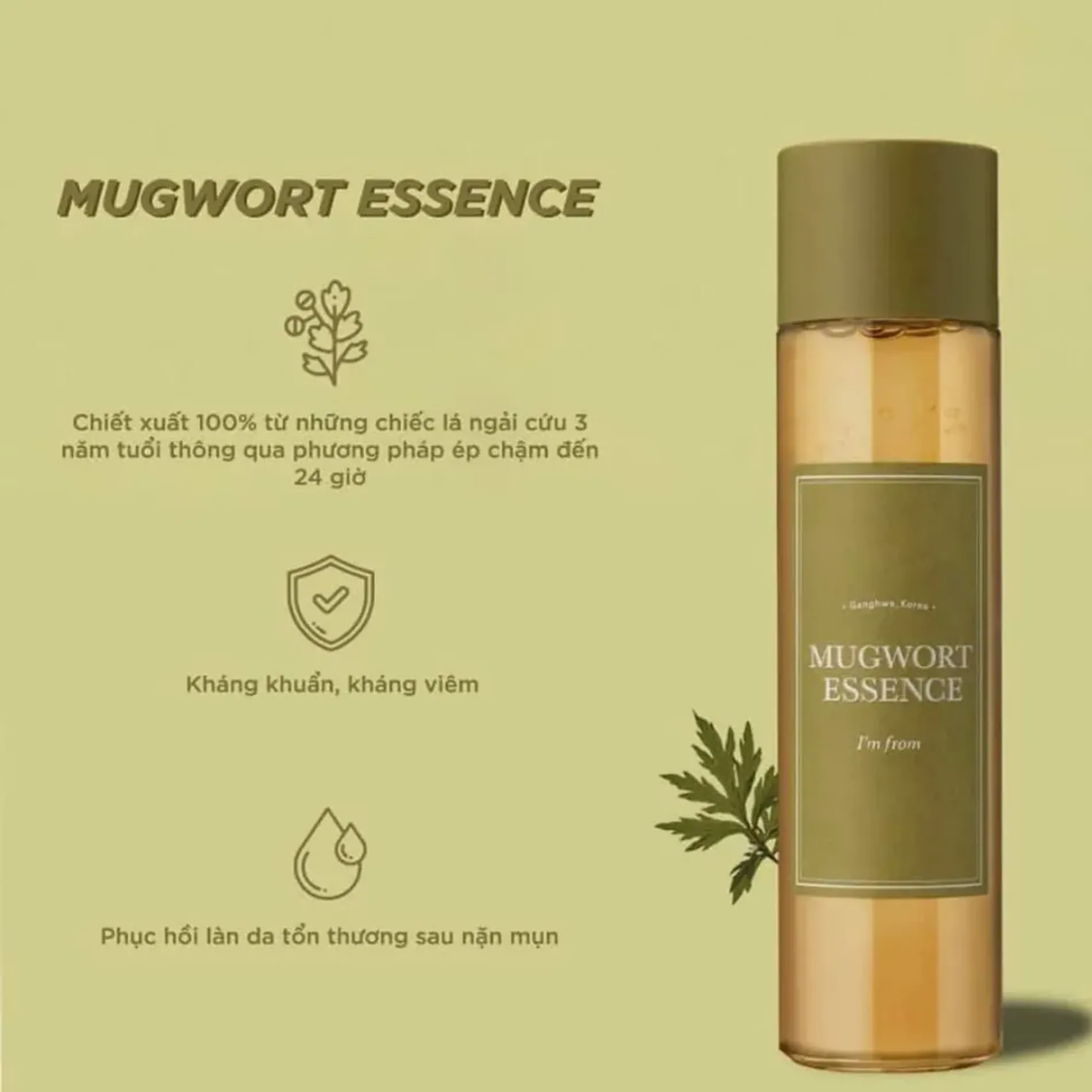 tinh-chat-ngai-cuu-im-from-mugwort-3