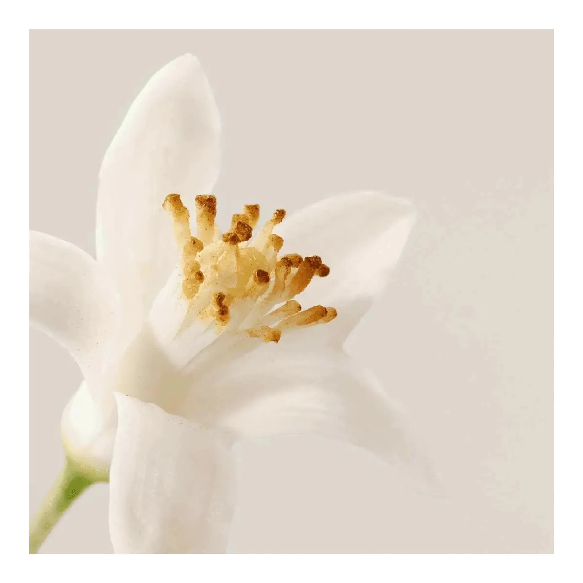 kem-duong-am-payot-lam-diu-da-n2-soothing-minimalist-cream-50ml-3