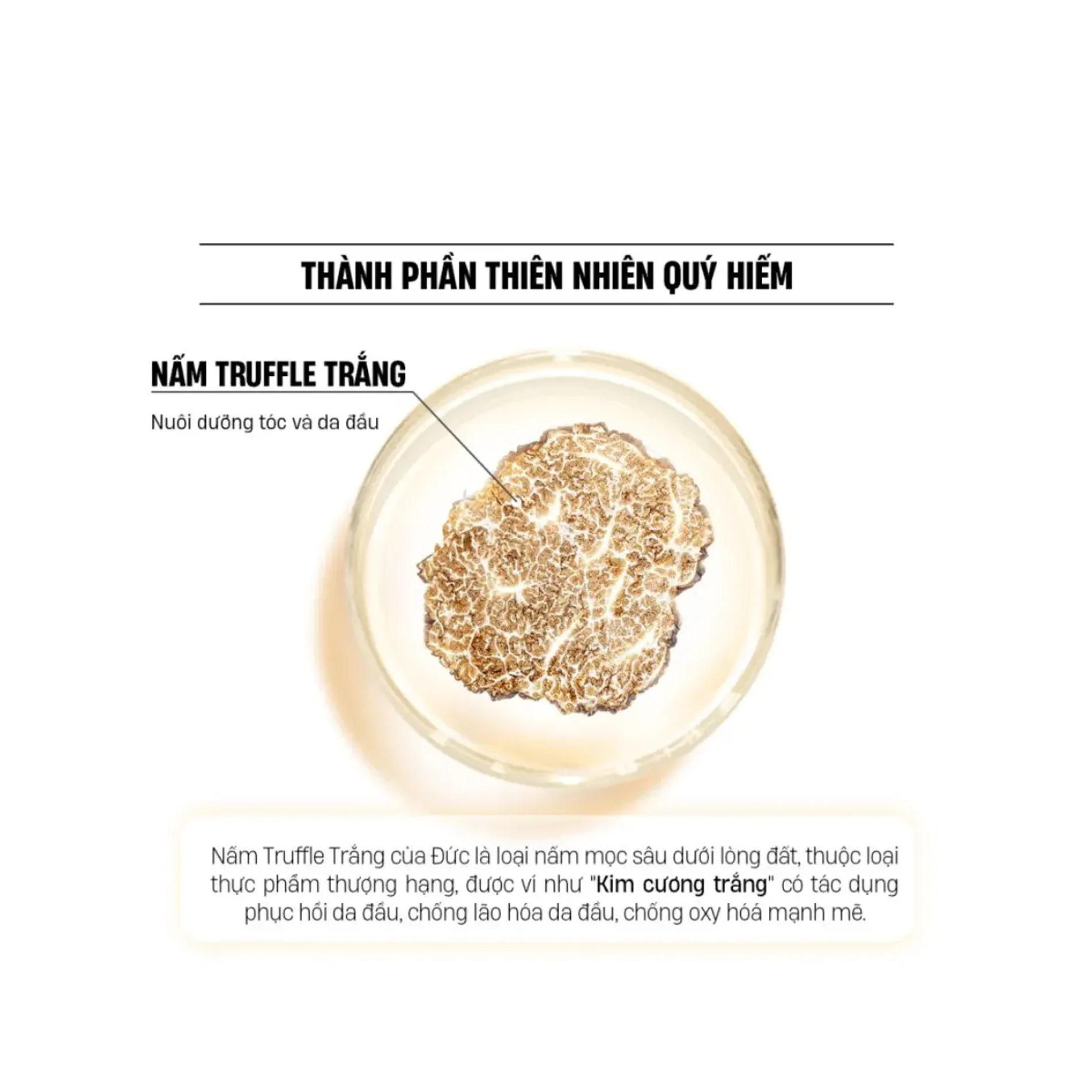 dau-goi-phuc-hoi-sau-tinh-chat-nam-elvawell-white-truffle-repairing-shampoo-6