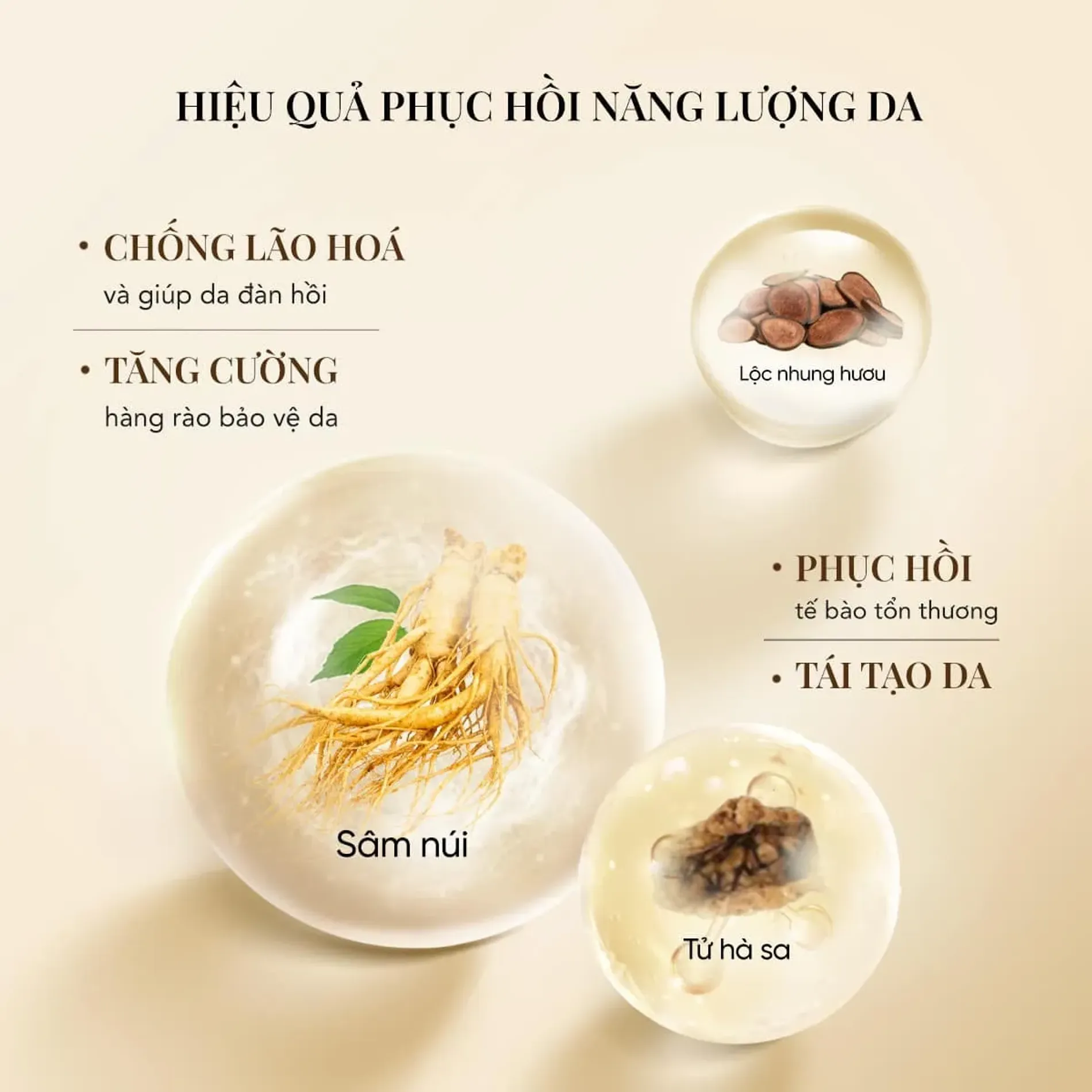 bo-duong-whoo-phuc-hoi-da-royal-regina-2pcs-special-set-5