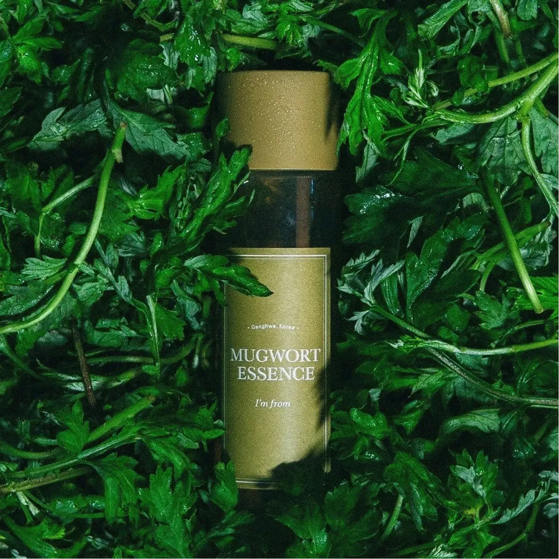 tinh-chat-ngai-cuu-im-from-mugwort-2