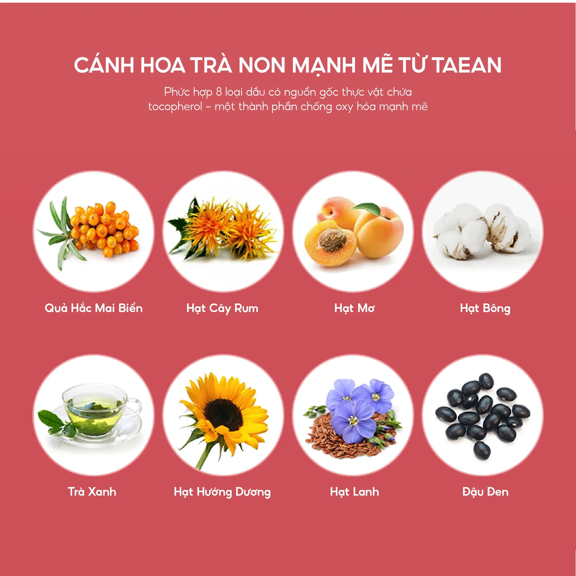 tinh-chat-duong-am-chong-oxy-hoa-the-face-shop-yehwadam-young-camellia-first-serum-180ml-8