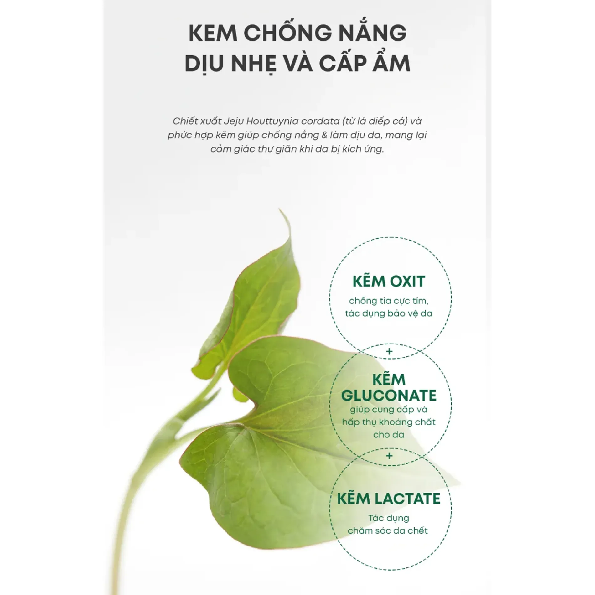kem-chong-nang-goodal-houttuynia-cordata-calming-mineral-filter-sun-cream-5