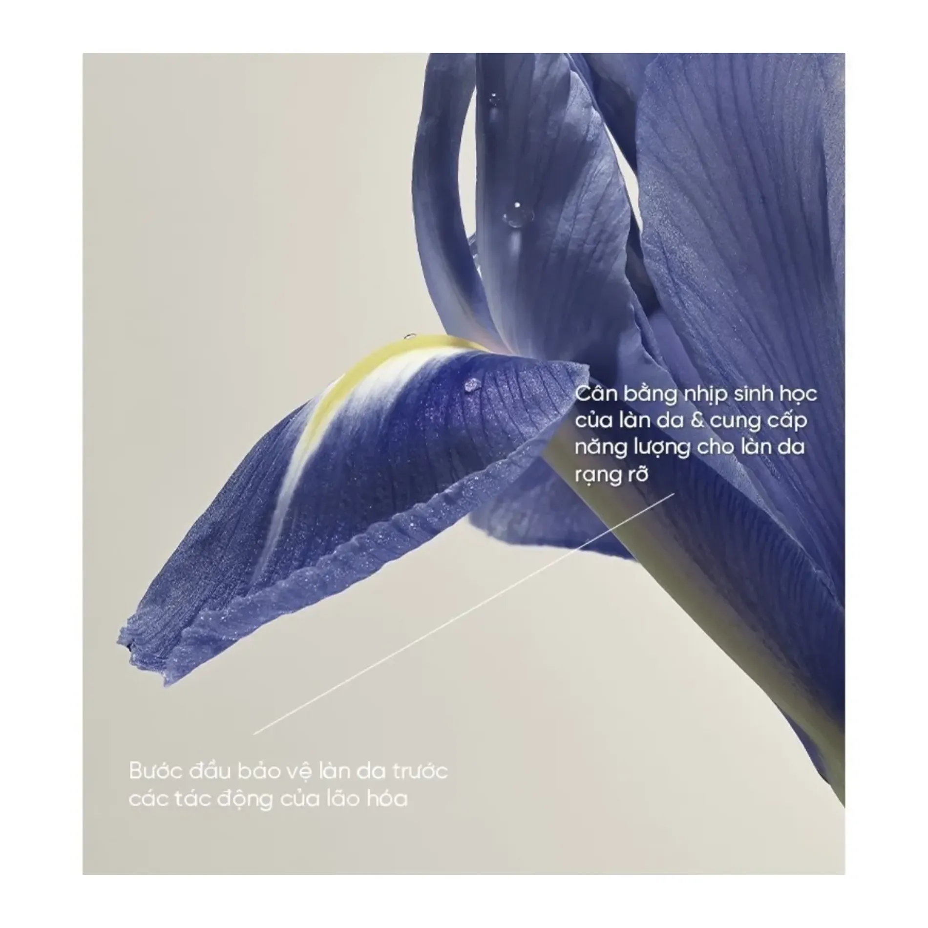 nuoc-duong-da-whoo-cap-am-phuc-hoi-nang-luong-lan-da-royal-regina-energy-drop-treatment-20ml-4