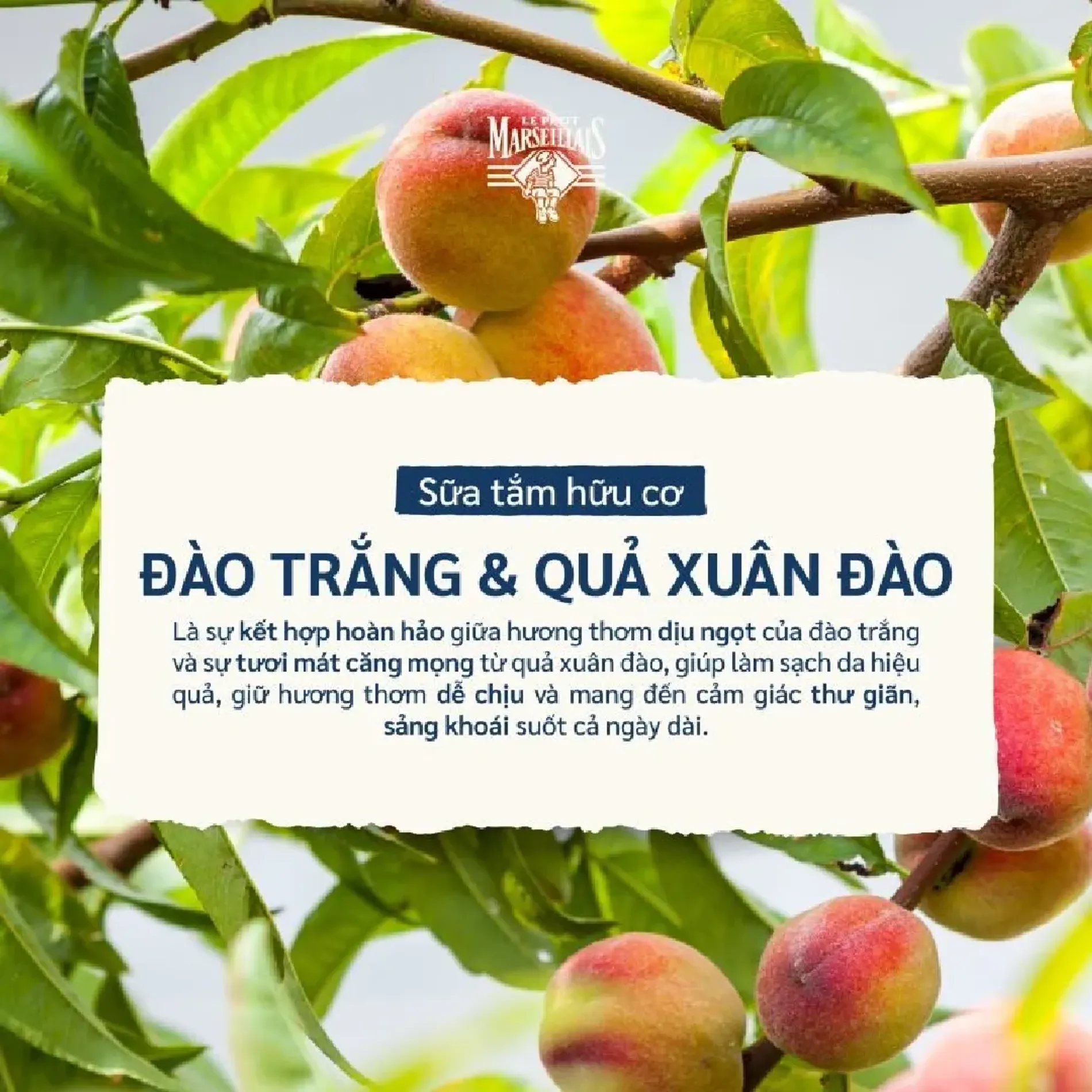 sua-tam-huu-co-le-petit-marseillais-250ml-5