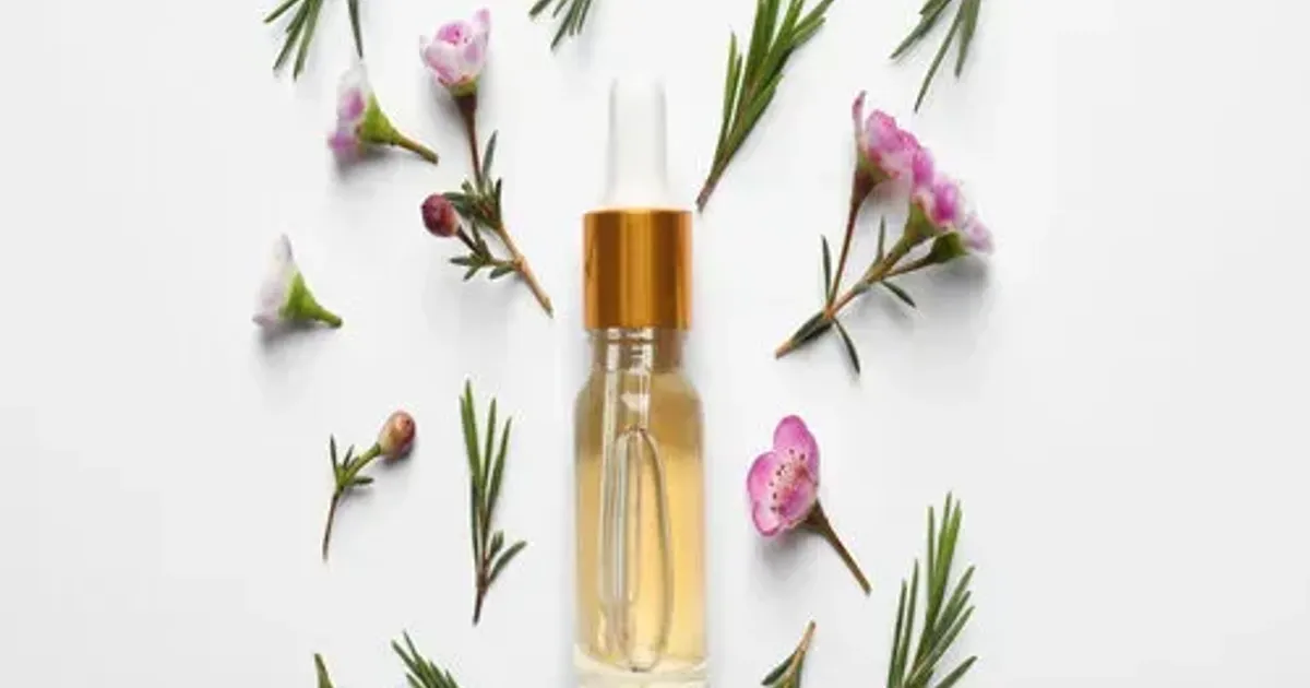 5 lợi ích và cách sử dụng tea tree oil để làm đẹp da - The Face Shop Chính Hãng