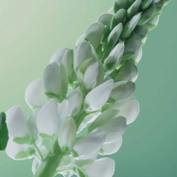 dau-xa-yves-rocher-giam-toc-gay-rung-anti-hair-loss-5