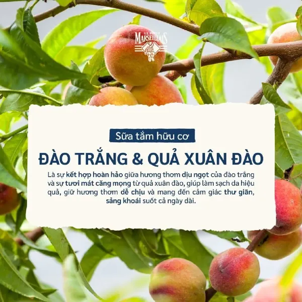 sua-tam-huu-co-le-petit-marseillais-250ml-5