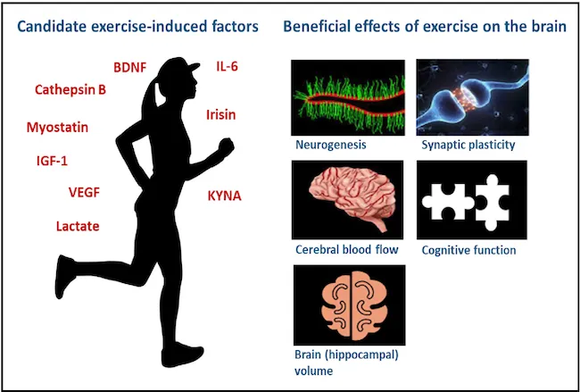 Chạy bộ còn giúp tăng cường chức năng hoạt động não bộ